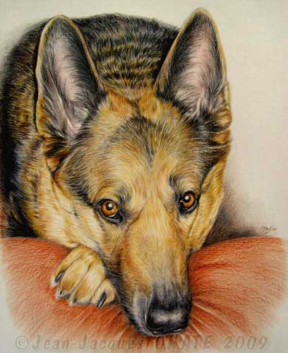 Portrait de la Berger Allemand Soka, reprsente au crayon de couleur